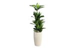 Fake Plant with White pot